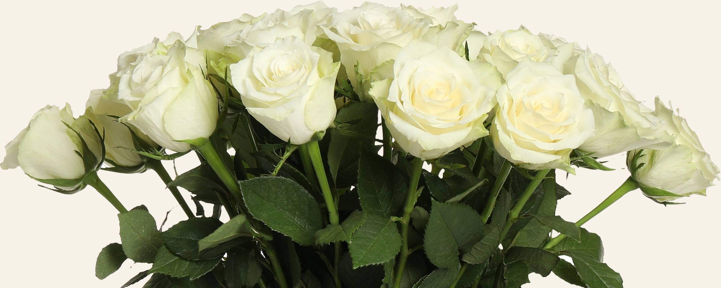 신선한 흰 장미 생화